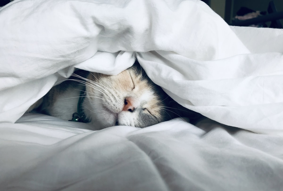 Odihnă și deconectare nocturnă